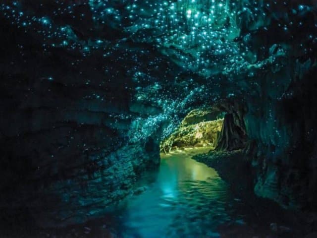 Auckland to Rotorua via Waitomo Caves Small Group Tour (One Way)