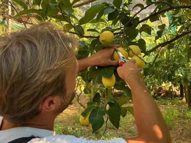 Sorrento Farm Lemon Harvesting and Limoncello Tasting