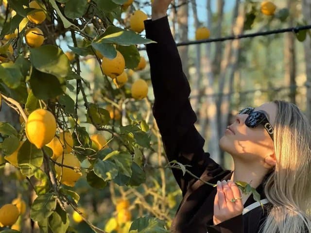 Sorrento Farm Lemon Harvesting and Limoncello Tasting