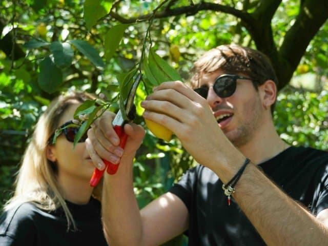 Sorrento Farm Lemon Harvesting and Limoncello Tasting