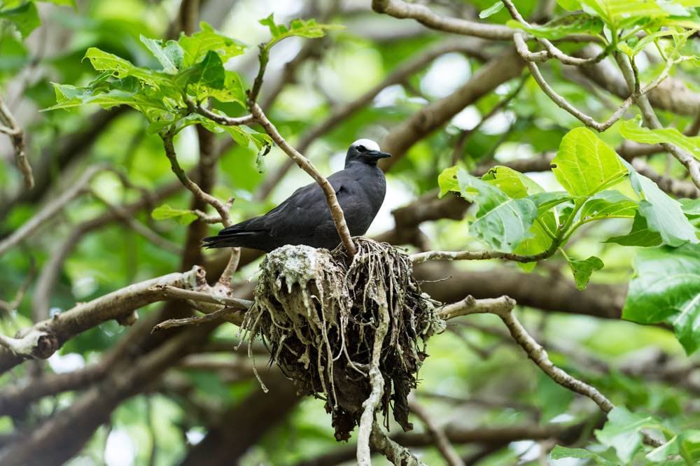 Lady Musgrave Experience Southern Great Barrier Reef Full Day Tour