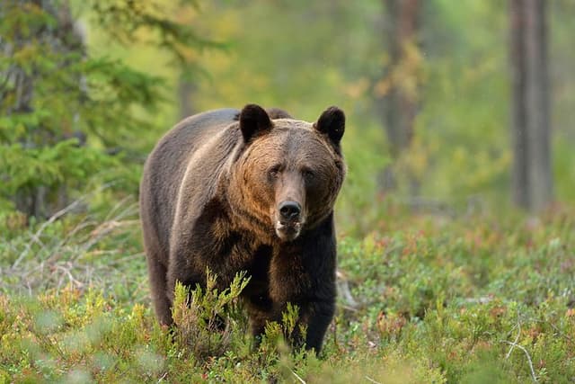 Small-Group Brown Bear-Watching Experience from Brașov, Romania