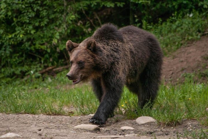 Small-Group Brown Bear-Watching Experience from Brașov, Romania