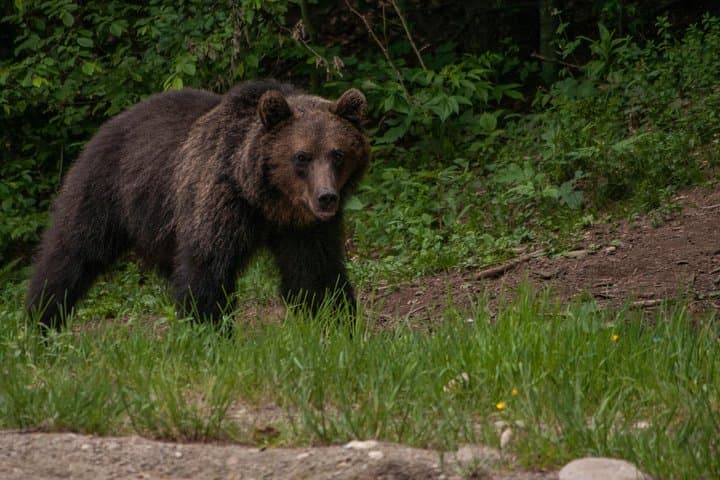 Small-Group Brown Bear-Watching Experience from Brașov, Romania