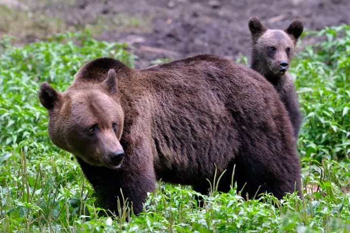 Small-Group Brown Bear-Watching Experience from Brașov, Romania