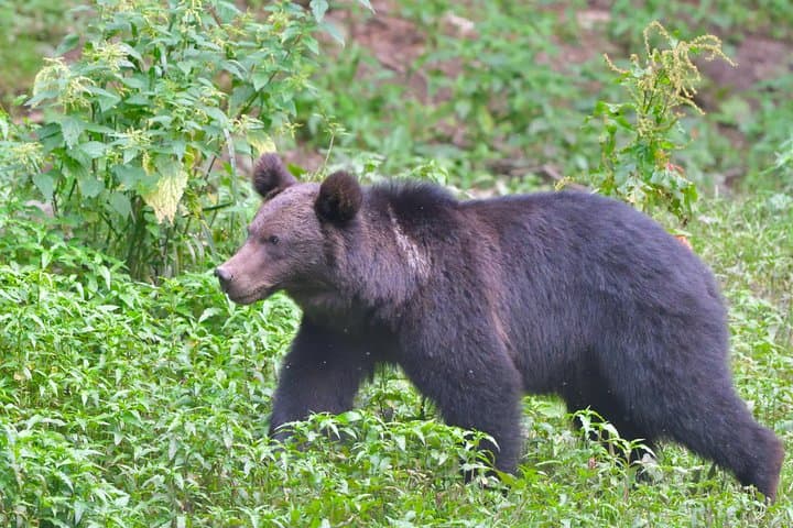 Small-Group Brown Bear-Watching Experience from Brașov, Romania