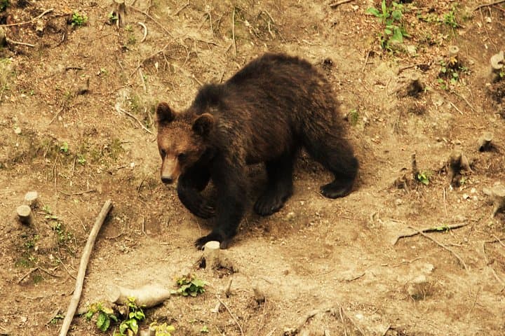 Small-Group Brown Bear-Watching Experience from Brașov, Romania