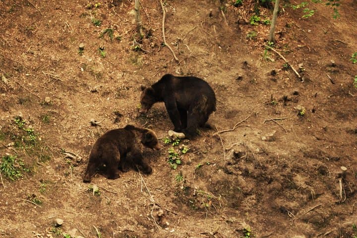 Small-Group Brown Bear-Watching Experience from Brașov, Romania