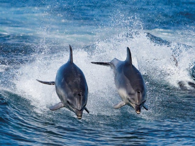 Bruny Island 3-Hour Wilderness Cruise