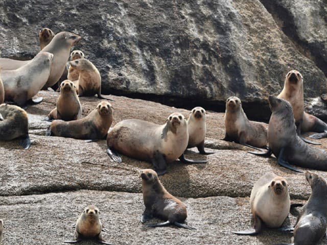 3-hour Tasman Island Cruises | Port Arthur, Tasmania