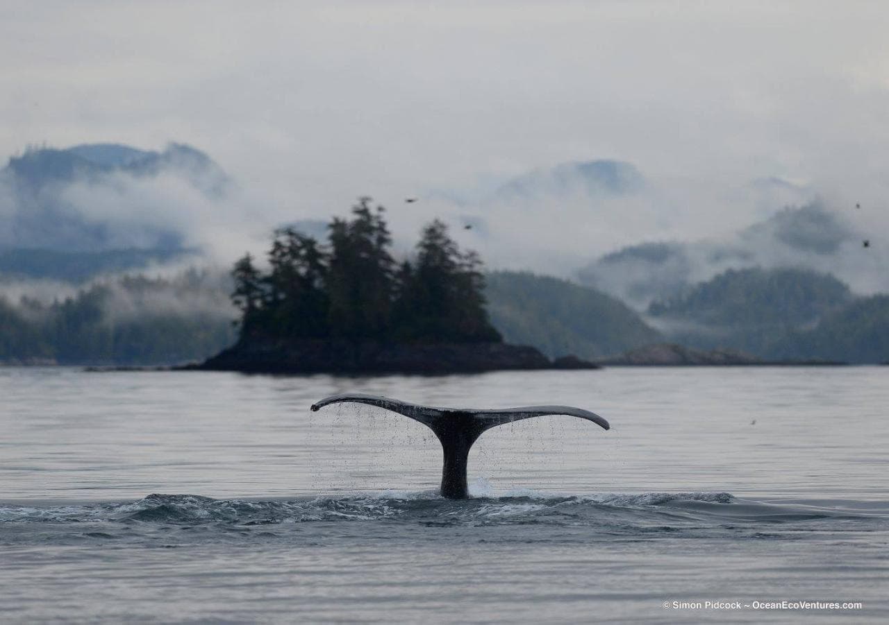 Parksville Sunset Whale & Wildlife Adventure | Vancouver Island