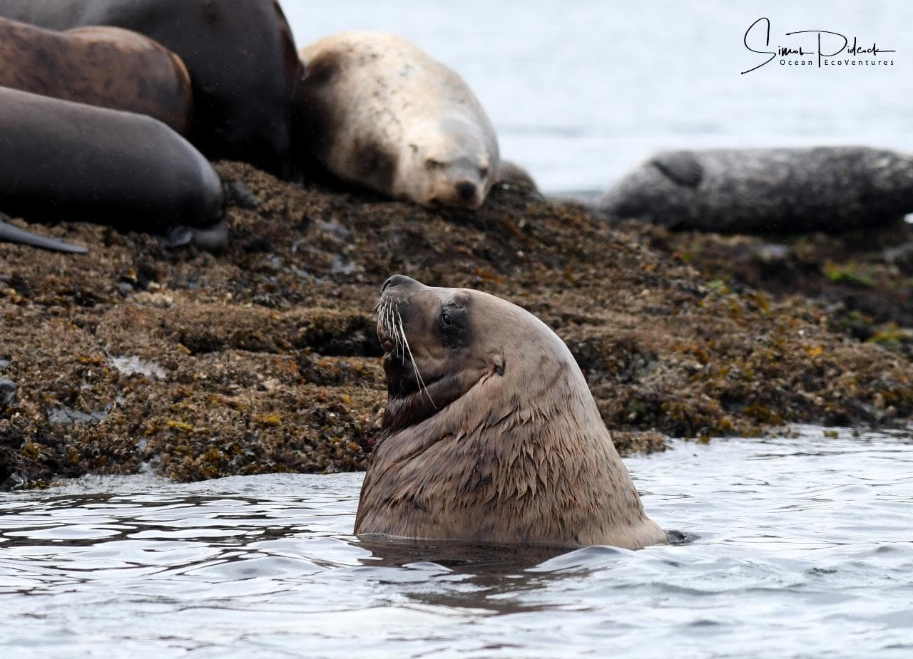 Parksville Sunset Whale & Wildlife Adventure | Vancouver Island