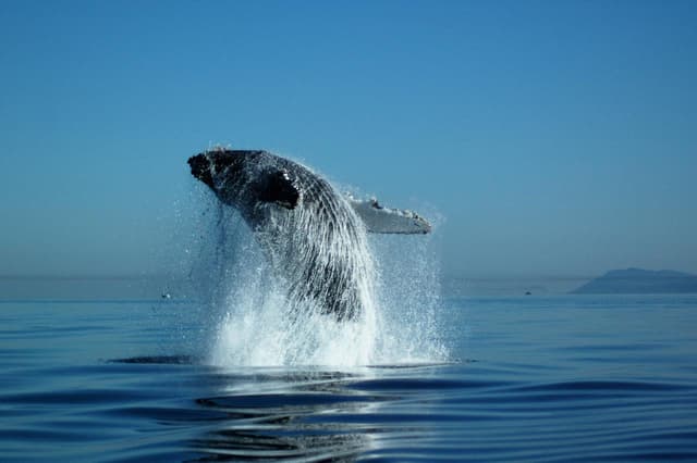 Cowichan Bay Whale Watching Eco Tour | Vancouver Island