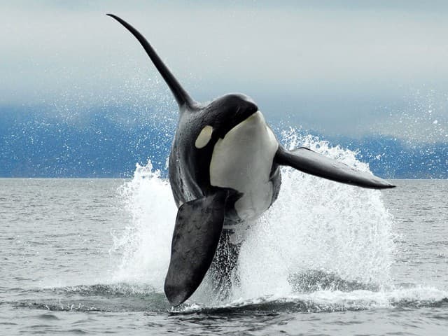 Cowichan Bay Whale Watching Eco Tour | Vancouver Island