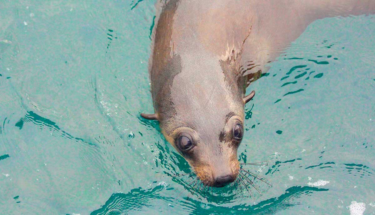 Cape Cruise | San Remo, Australia