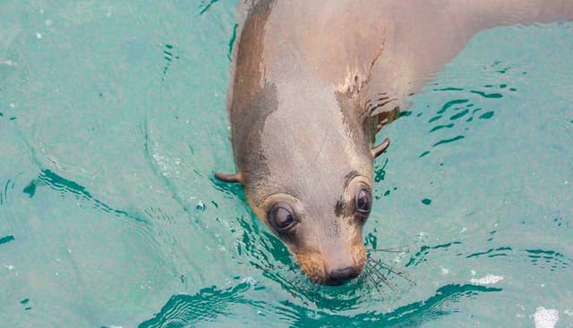 Cape Cruise | San Remo, Australia