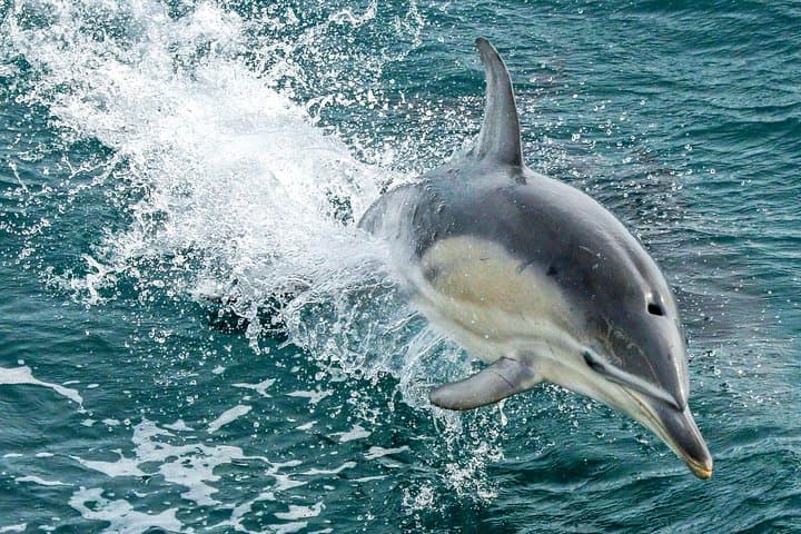 Dolphin & Whale Cruise | San Remo, Australia