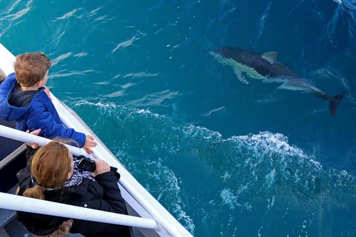 Dolphin & Whale Cruise | San Remo, Australia