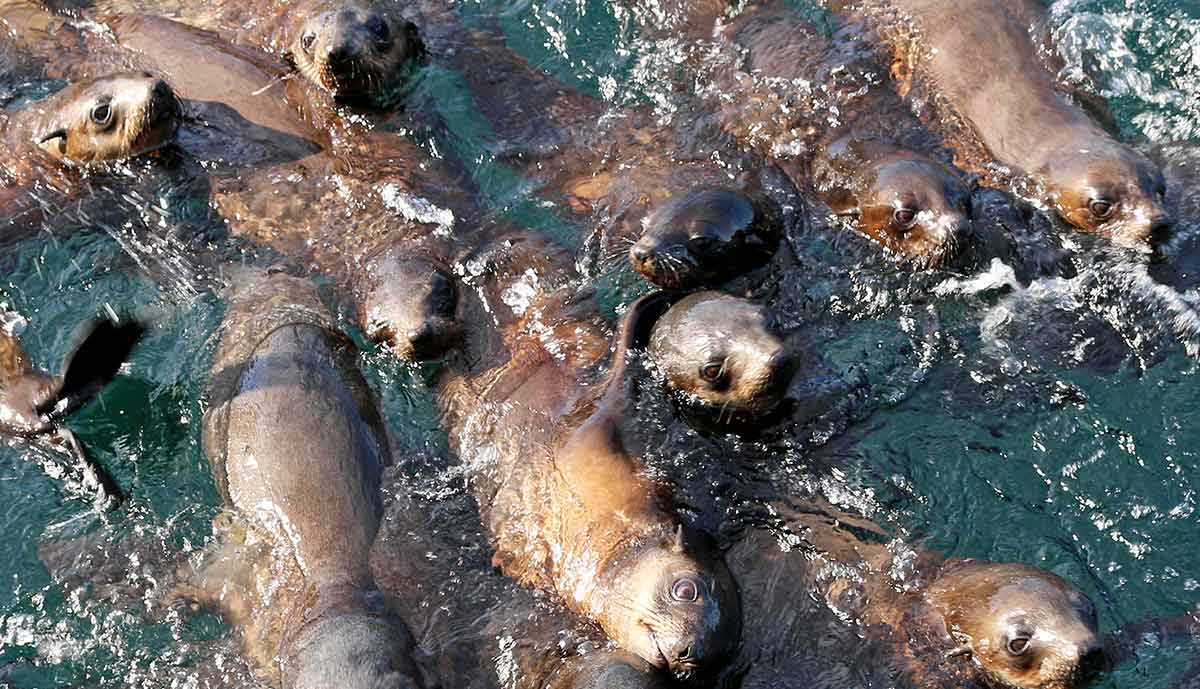 Phillip Island Seal Cruise