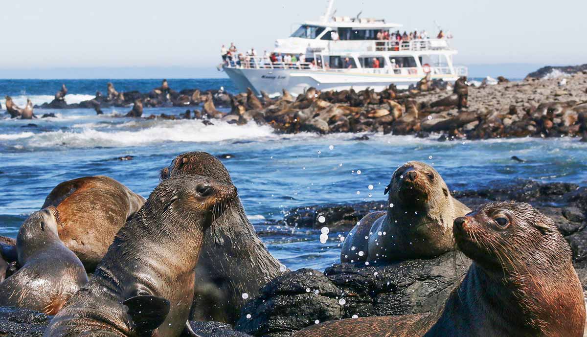 Phillip Island Seal Cruise