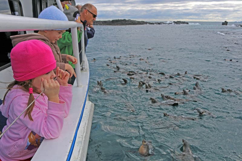 Phillip Island Seal Cruise