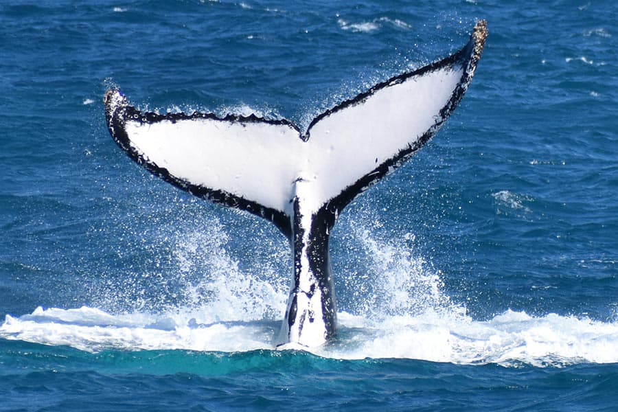 Wilsons Prom Whale Cruise | Victoria, Australia