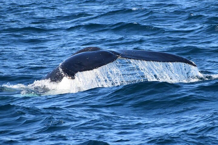 Wilsons Prom Whale Cruise | Victoria, Australia