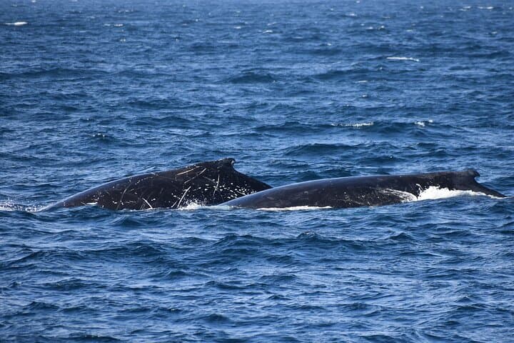 Wilsons Prom Whale Cruise | Victoria, Australia