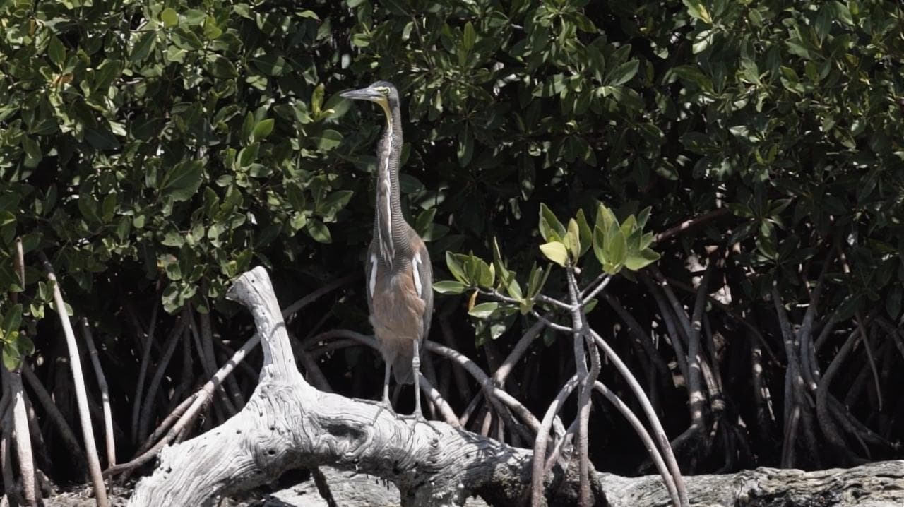 Bird Watching Rio Lagartos - Private tour | Tulum, Yucatan