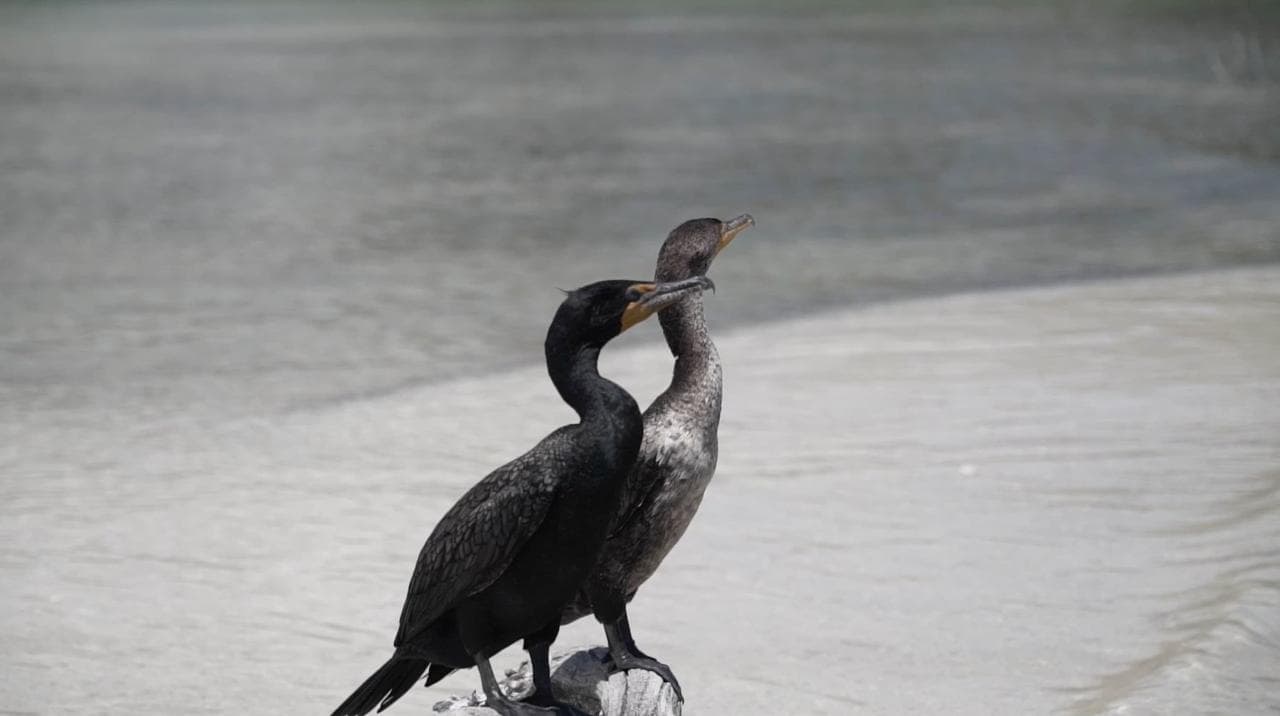 Bird Watching Rio Lagartos - Private tour | Tulum, Yucatan