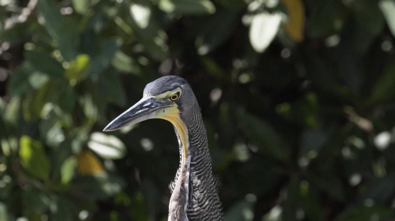 Bird Watching Rio Lagartos - Private tour | Tulum, Yucatan