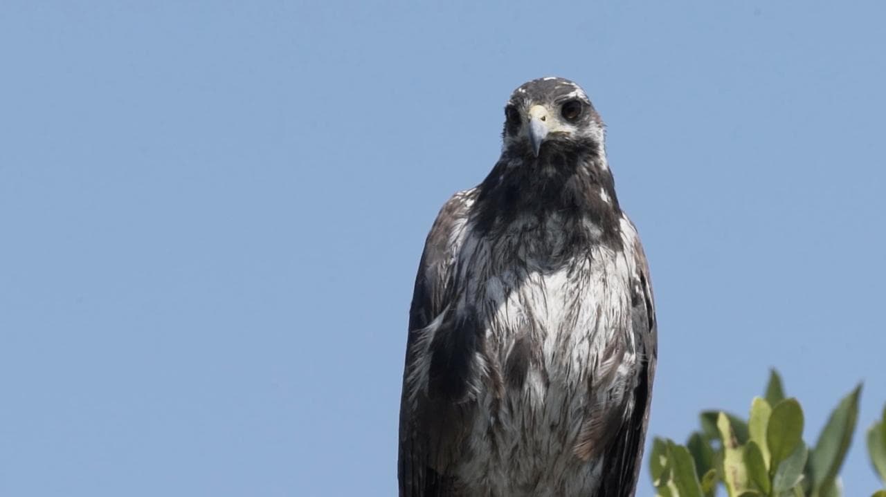 Bird Watching Rio Lagartos - Private tour | Tulum, Yucatan