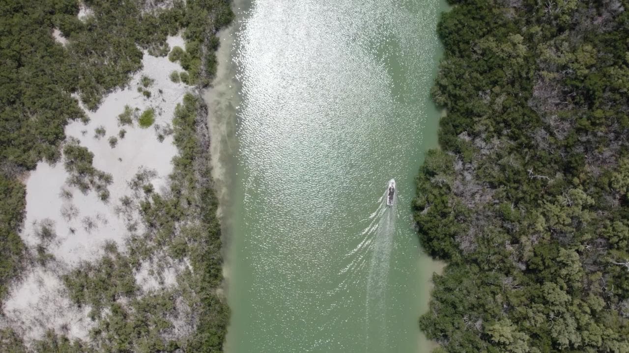 Bird Watching Rio Lagartos - Private tour | Tulum, Yucatan