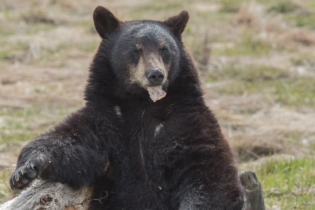 Alaska Wildlife Day Tour