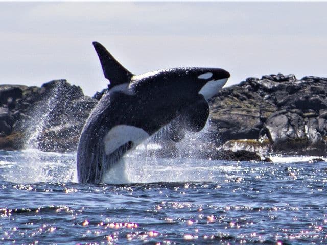 2 Hour Quest Whale & Wildlife Tour