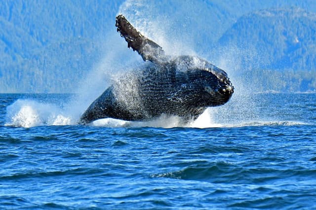 4 Hour Enduring Whale & Wildlife Tour