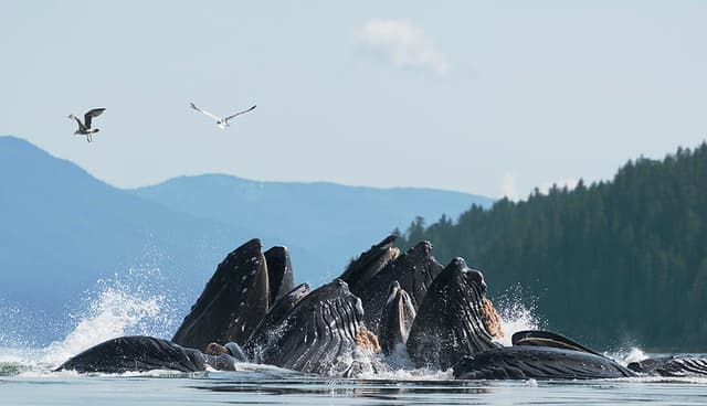 Paddle With Whales Kayak Adventure