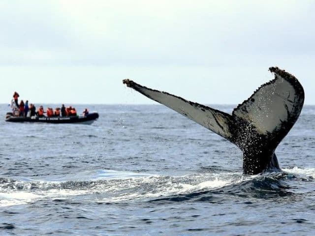 Ocean Giants and Volcanic Wonders: A Dolphin, Whale, and Lagoa do Fogo Adventure