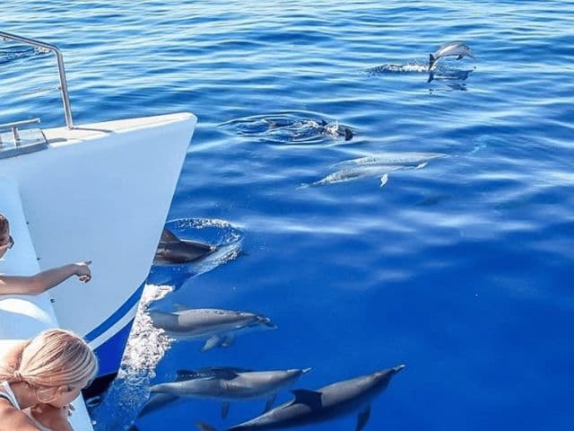 Ocean Giants and Volcanic Wonders: A Dolphin, Whale, and Lagoa do Fogo Adventure