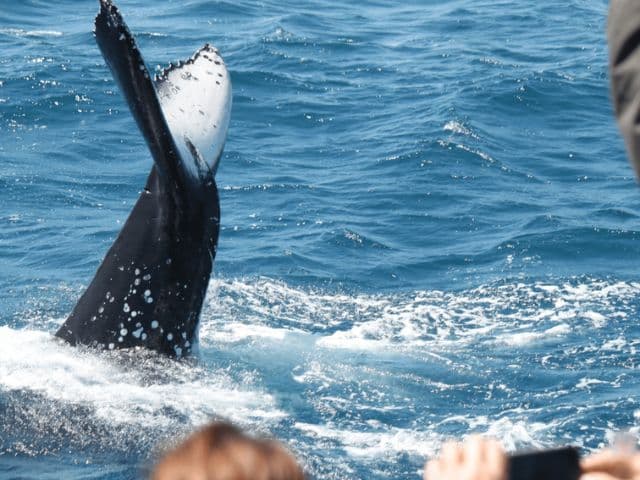 Ocean Giants and Volcanic Wonders: A Dolphin, Whale, and Lagoa do Fogo Adventure