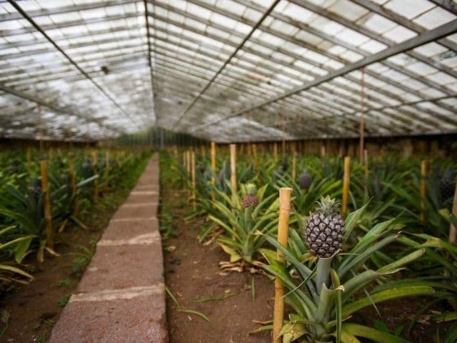 Full Day Sete Cidades & Lagoa do Fogo Crater Tour