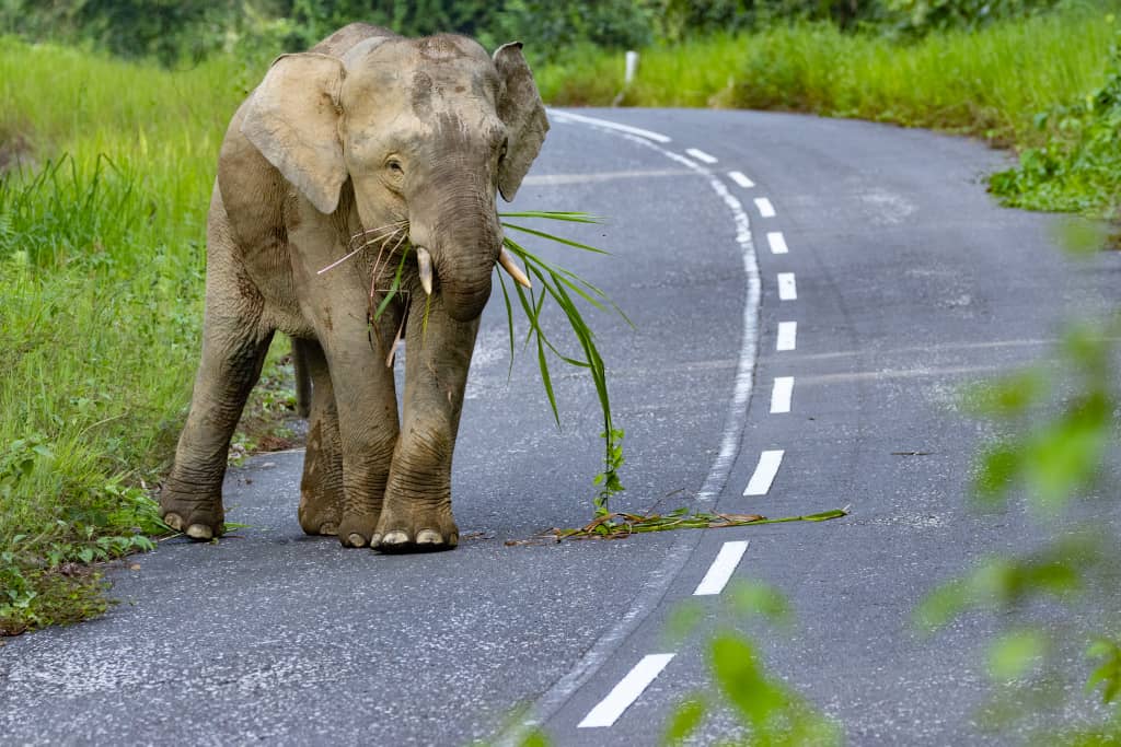 Plant4Borneo Elephants