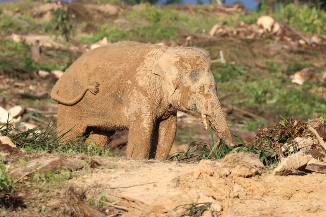 Plant4Borneo Elephants
