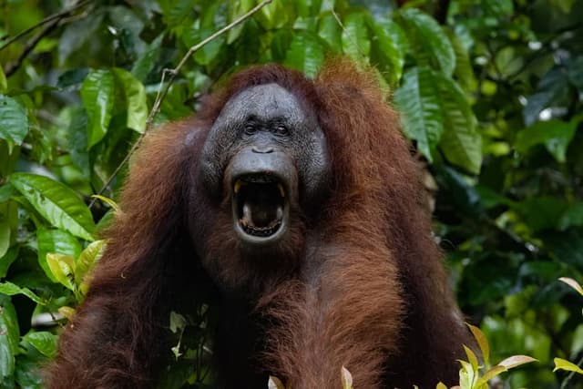 Danum Valley wildlife safari | Borneo