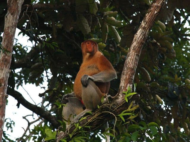 Borneo: Wildlife, Culture and Island retreat