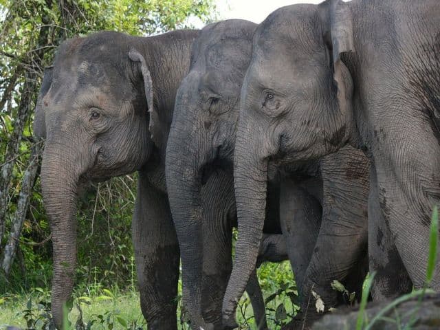 Borneo: Wildlife, Culture and Island retreat