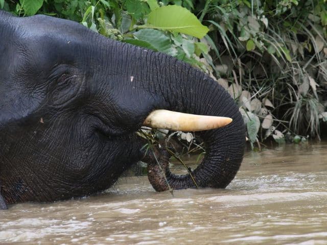 Borneo: Wildlife, Culture and Island retreat