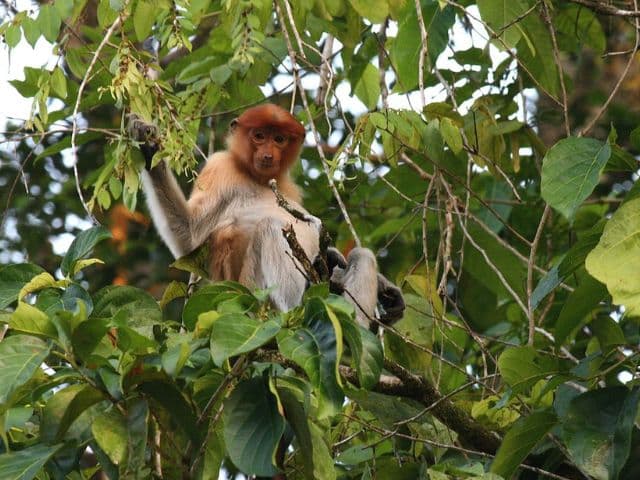 Borneo: Wildlife, Culture and Island retreat