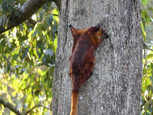 Borneo: Wildlife, Culture and Island retreat
