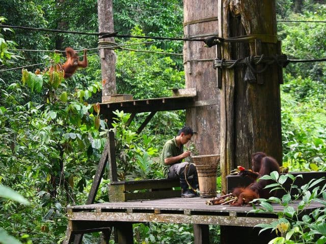 Borneo: Wildlife, Culture and Island retreat